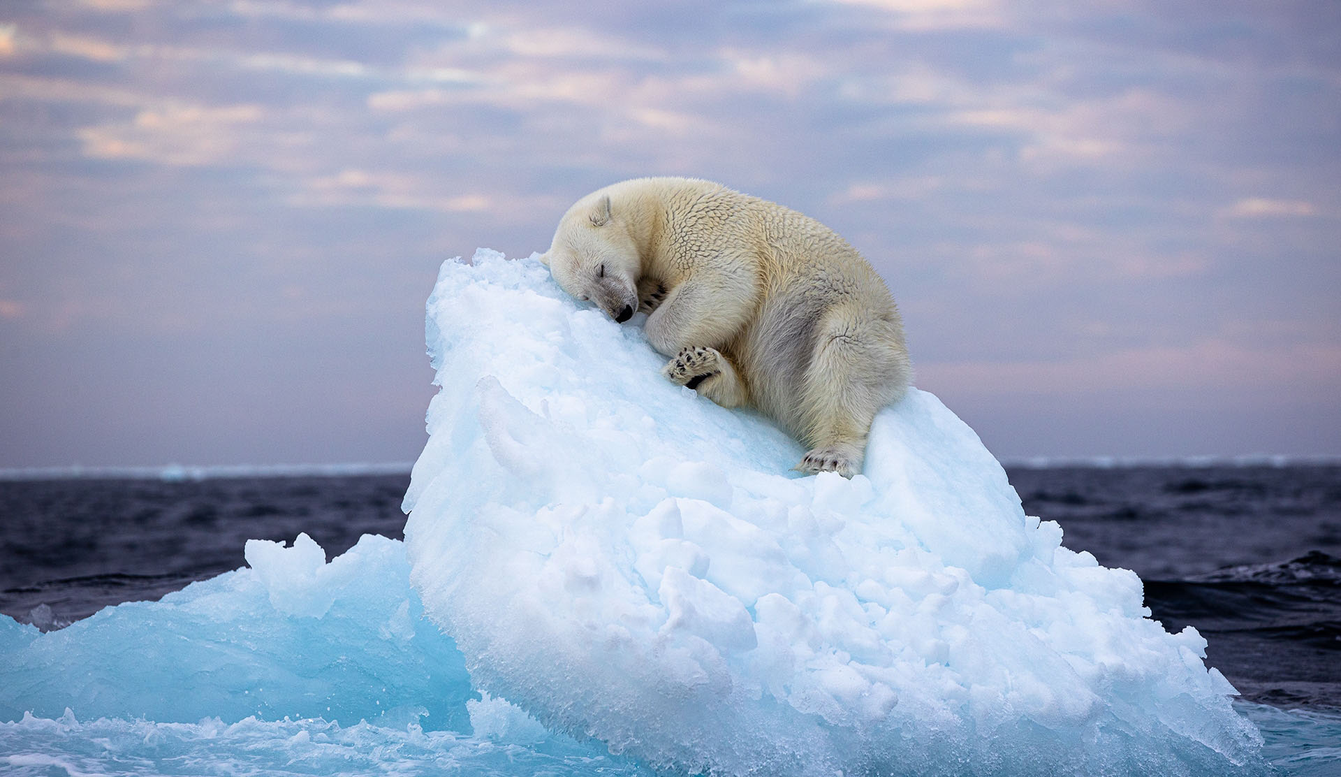 ilmastonmuutos-jääkarhu